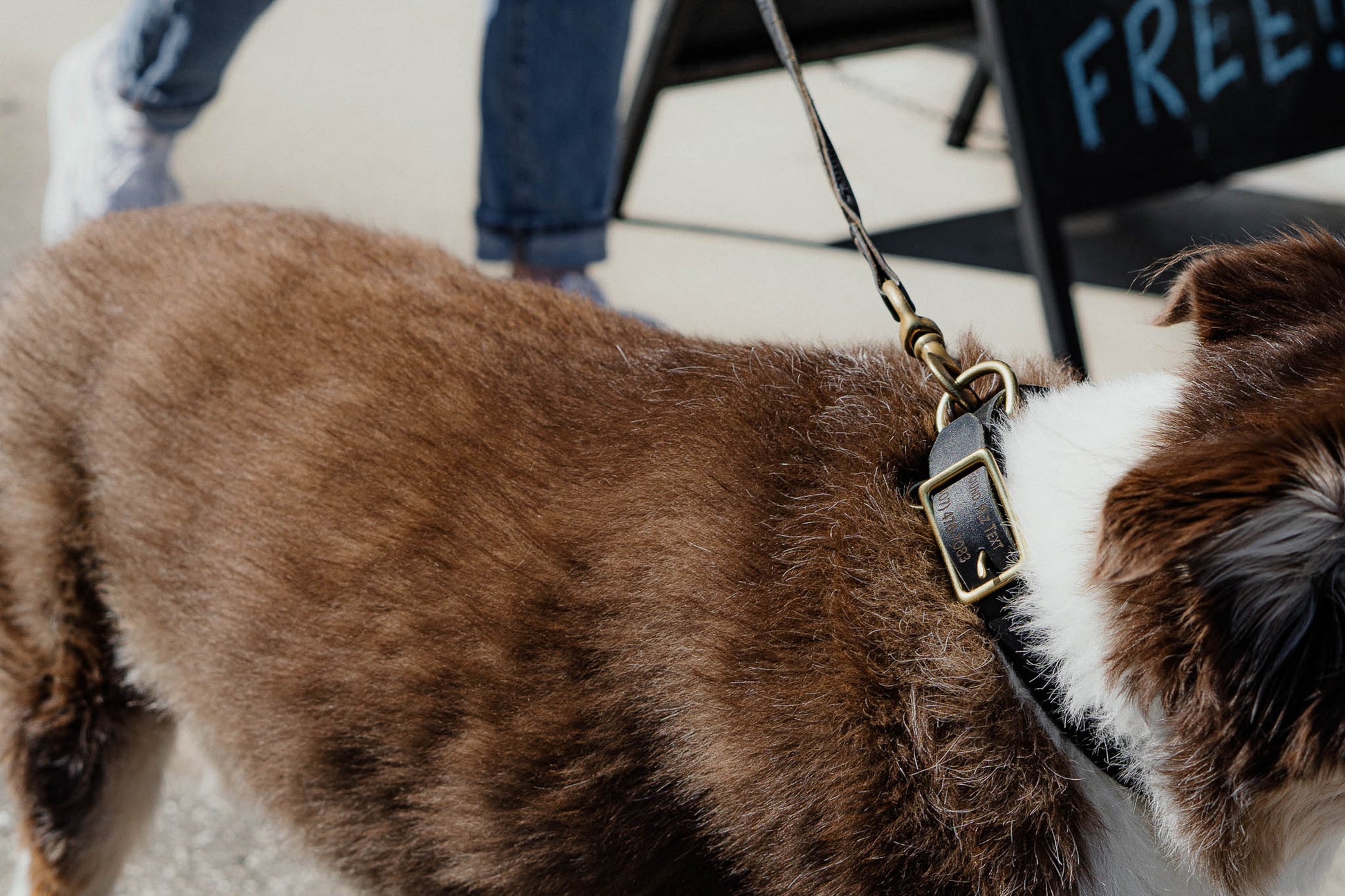 Best FFFriend AirTag Collar — close-up lifestyle shot showing AirTag in collar