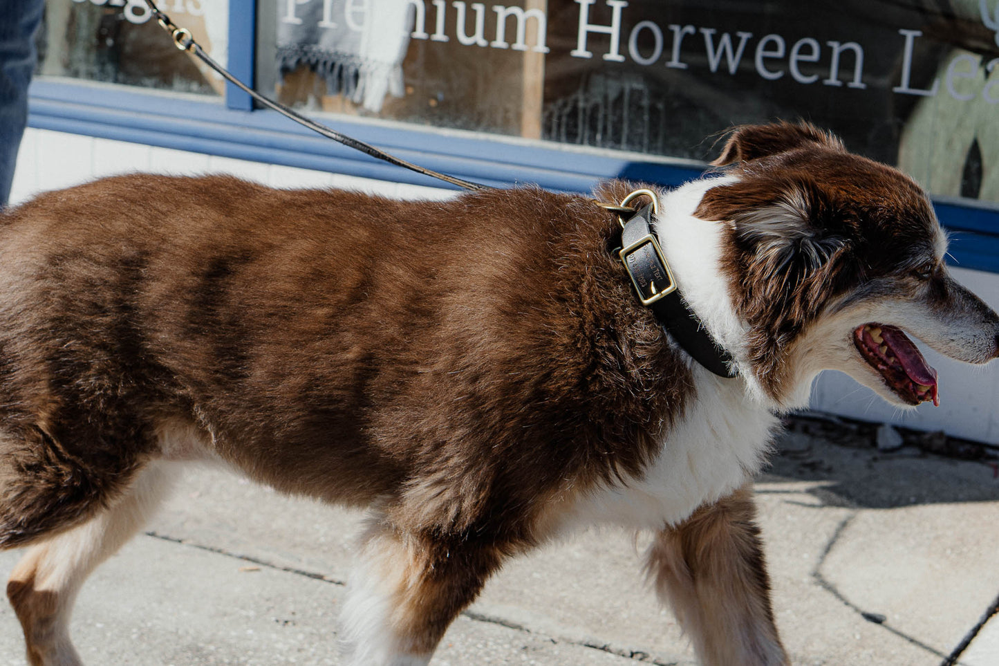 Best FFFriend AirTag Collar — lifestyle shot showing collar detail on dog