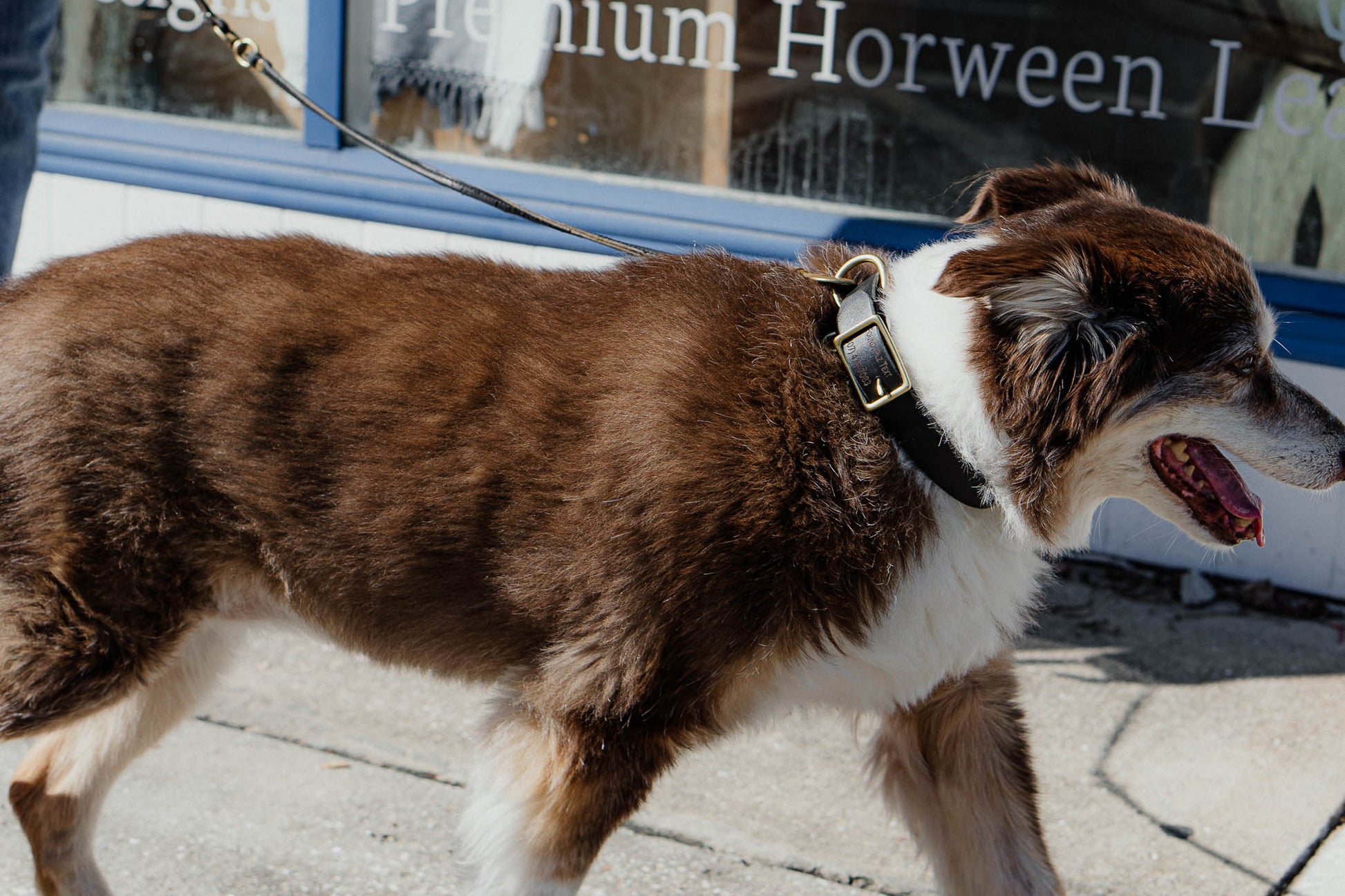 Best FFFriend AirTag Collar — lifestyle shot showing collar detail on dog