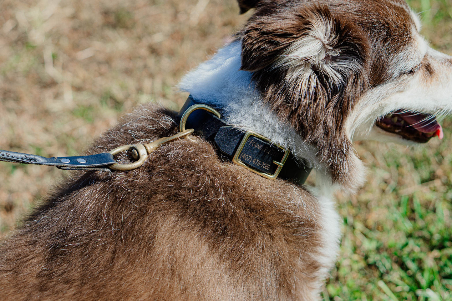 Best FFFriend AirTag Collar — lifestyle shot showing collar on dog