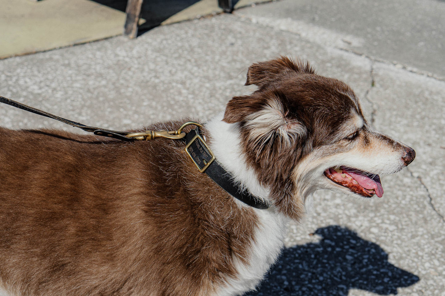 Best FFFriend AirTag Collar — lifestyle shot showing dog wearing collar outdoors