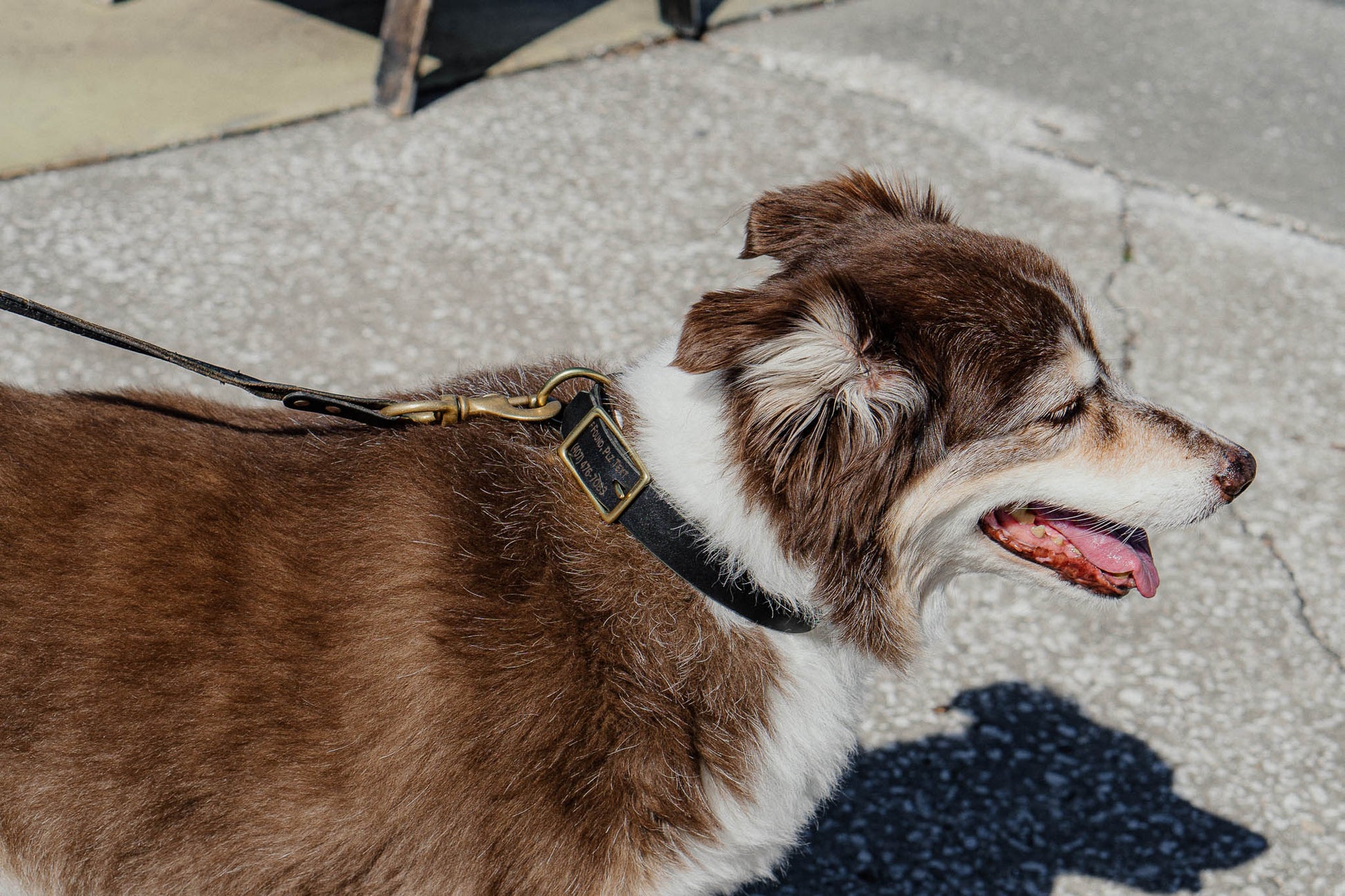 Best FFFriend AirTag Collar — lifestyle shot showing dog wearing collar outdoors